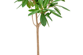 Ficus america 'Tresor'