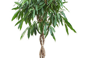 Ficus amstel king