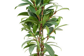Ficus cyathistipula 'Compacta'