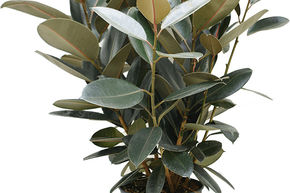 Ficus elastica 'Abidjan'