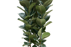 Ficus elastica 'Cloë'