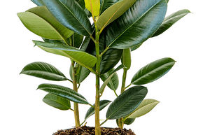 Ficus elastica 'Robusta'