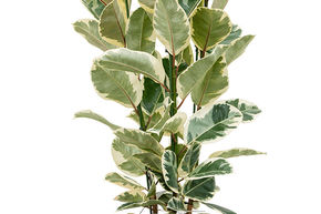 Ficus elastica 'Tineke'