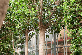 Ficus macrophylla