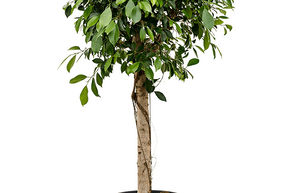 Ficus microcarpa 'Nitida'