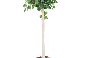 Ficus panda