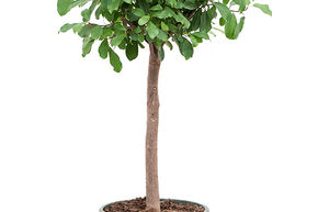 Ficus reflexa