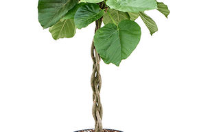 Ficus umbellata