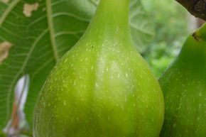 Feigenbaum Fiorone Giallo