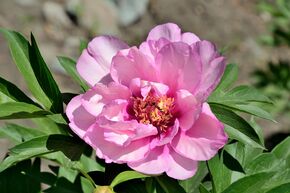 Paeonia  itoh 'First Arrival'