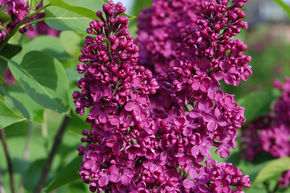 Syringa vulgaris 'Andenken an Ludwig Spth'