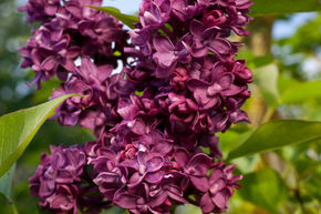 Syringa vulgaris 'Charles Joly'