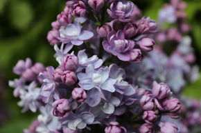 Syringa vulgaris 'Katharine Havemeyer'