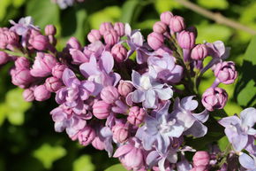 Syringa vulgaris 'Michel Buchner'