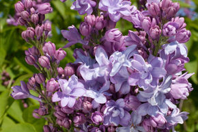 Syringa vulgaris 'Nadezhda'