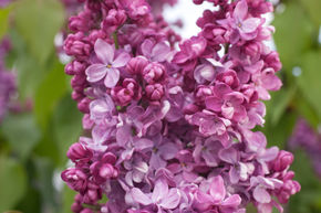 Syringa vulgaris 'Prince Wolkonsky'