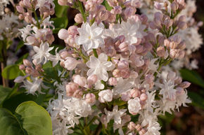 Syringa vulgaris 'Beauty of Moscow' ('Schne von Moskau') XXL Pflanze