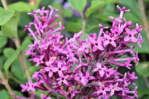 Syringa 'Bloomerang Dark Purple' 