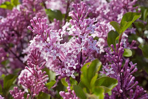 Syringa meyeri 'Palibin'