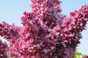 Syringa vulgaris 'Mrs. Edward Harding'