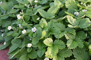 Fragaria vesca var. semperflorens 'Alexandria'