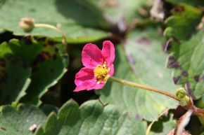 Fragaria x cultorum 'Lipstick' (S)