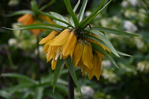 Kaiserkrone 'Paradise Beauty'