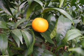 Frühe Clementine 'Commune'