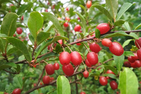 Fr�he Pointilla Fruithunters� 'Cherrific Big'