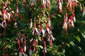 Fuchsia magellanica var. 'Arauco'