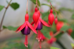 Fuchsia magellanica 'Mrs. Popple'