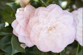 Camellia japonica 'Perfection White'