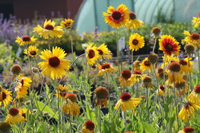 Gaillardia aristata 'Amber Wheels'