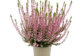 Winterharte Knospenheide Gardengirls® 'Pink Bettina' (S)