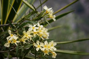 Gelber Oleander 'Isola di Capri'
