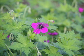 Geranium procurrens 'Ann Thomson' 