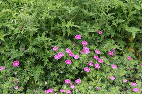 Geranium sanguineum 'Elke'