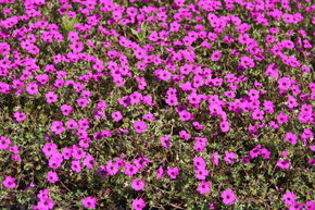 Geranium cinereum subcaulescens 'Guiseppi'