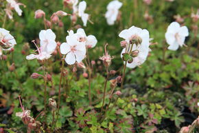 Geranium dalmaticum 'Album'