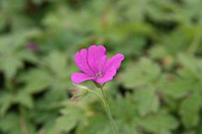 Geranium endressii 'Rosenlicht'