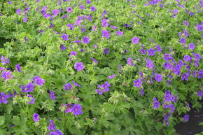 Geranium x oxonianum 'Rose Clair'