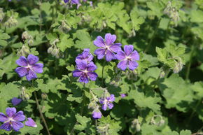 Geranium renardii 'Terre Franche'