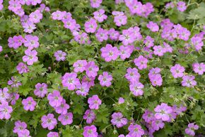 Geranium x riversleaianum 'Mavis Simpson'