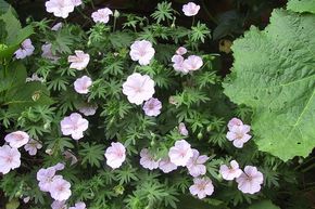 Geranium sanguineum varietas 'Striatum'