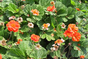 Geum coccineum 'Werner Arends'