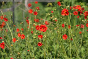 Geum chiloense 'Mrs. Bradshaw'