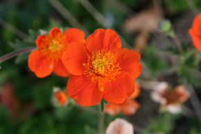 Geum coccineum 'Borisii Strain'