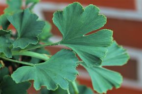 Ginkgobaum 'Menhir'