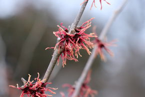 Granatrote Zaubernuss 'Feuerzauber'