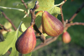 Feigenbaum Gustis Twotimer